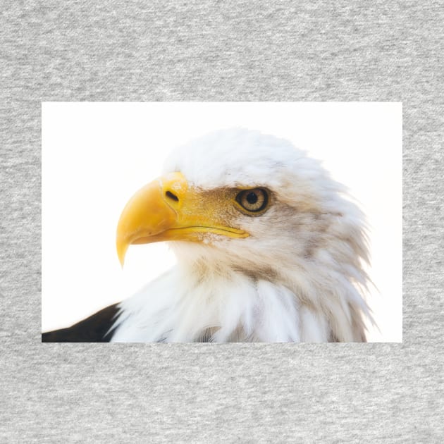 Bald Eagle by SHWILDLIFE